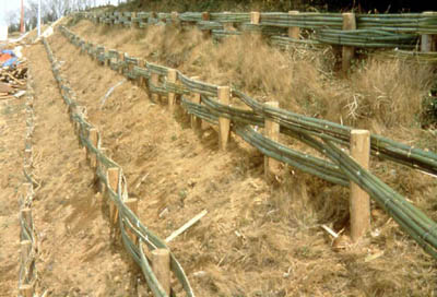 *A slope covered with exotic grass along the path from the main entrance, Yokohama National University(Feb. 1997)