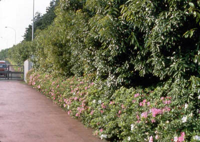 *Same place after 3 years Trees grew 3 meters. Shrubs with flowers were planted as a forest margin community.(May. 1981)